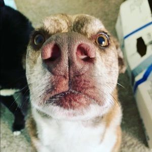 Meet your Posher, Danielldanielle